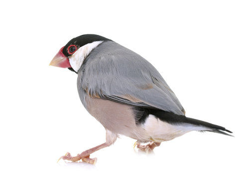 java sparrow in studio