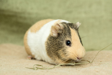Guinea pig closeup