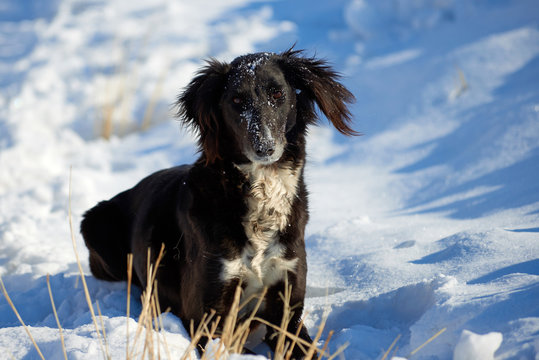 The Tazy, or the Central Asian greyhound, or the Kazakh greyhound, or the Turkmen greyhound, are a breed of hunting dogs. The Tazy is a dog breed from the Central Asian CIS Republics recognized by the