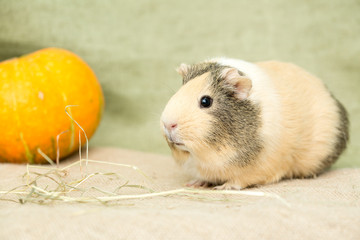 Fototapeta premium Guinea pig closeup