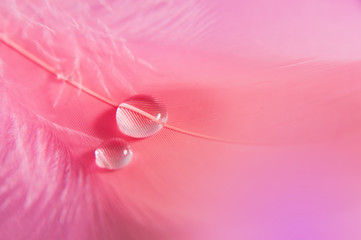 Drops on the pink feather. Gentle soft beautiful artistic close-up photo. Bright abstract macro picture.