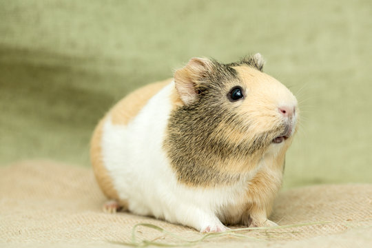 Guinea pig closeup