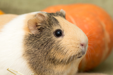 Fototapeta premium Guinea pig closeup