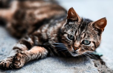Beautiful cat outdoor