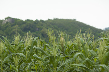 Corn field with mountain backdrop.