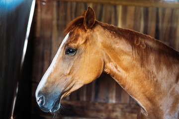 Portrait of isolated horse head standing in stable