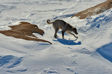 The Tazy, or the Central Asian greyhound, or the Kazakh greyhound, or the Turkmen greyhound, are a breed of hunting dogs. The Tazy is a dog breed from the Central Asian CIS Republics recognized by the