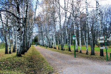 Birch Alley with beautiful street lamps in the estate of Leo Tolstoy in Yasnaya Polyana.
