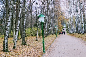 Birch Alley with beautiful street lamps in the estate of Leo Tolstoy in Yasnaya Polyana.