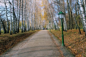 Birch Alley with beautiful street lamps in the estate of Leo Tolstoy in Yasnaya Polyana.