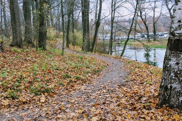Fallen yellow leaves in the park in the estate of Count Leo Tolstoy in Yasnaya Polyana.
