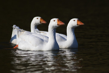 Three white domestic geese swimming on the pond