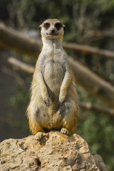 Meerkat vigilant looking directly into the camera.  Frontal view