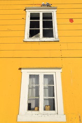 Black-legged kittywakes or Rissa Tridactyla-seagulls perched on window. Nusfjord-Flakstadoya-Lofoten-Norway. 0514