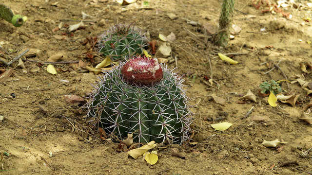 Melocactus zehntneri HU734 (Juazeiro do Norte, Ceará, Brasil)