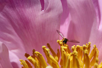 Small bee on peony flower