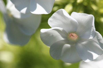 White flower with soft petals