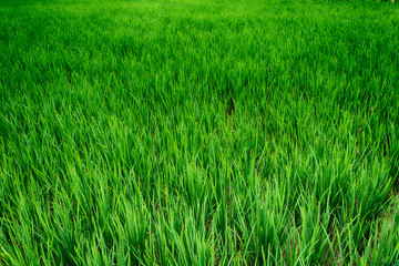 Green background