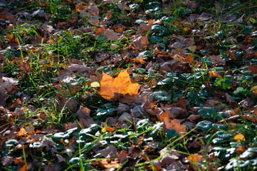 Maple leaf on green grass
