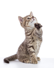 Obraz premium Striped Scottish kitten pure breed with paw stretched out isolated