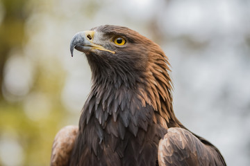 Steinadler Portrait