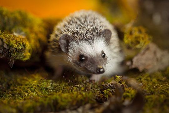 African pygmy hedgehog on moss