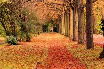 herbst, allee, blätter, bunt, laub, bäume