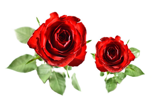 Red rose stock images. Red rose on a white background. Rose flower images. Two red roses