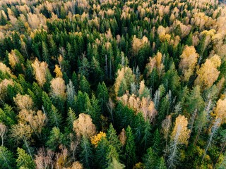 Aerial view of beautiful colorful forest during fall