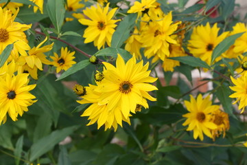 sonnenhut, gelb, blumen, pflanzen, echinacea