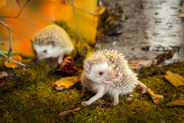 African pygmy hedgehogs on moss