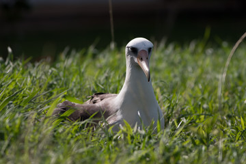 Resting Albatross