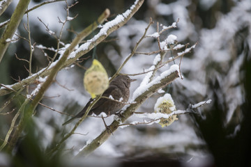 Vogel auf einem Baum