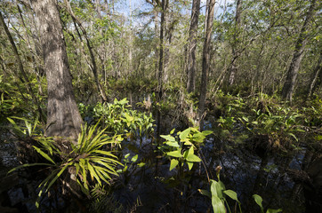 fougère à longues lanières, Campyloneurum phyllitidis, Corkscrew Swamp sanctuary d'Audubon,...
