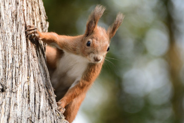 the squirrel climbs the tree and the grass - obrazy, fototapety, plakaty