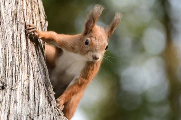 Foto op Canvas de eekhoorn klimt in de boom en het gras © Pavol Klimek