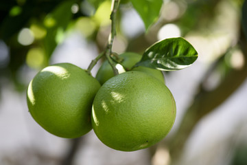 Unripe Orange Fruit grows on the plant, Sicily, Italy