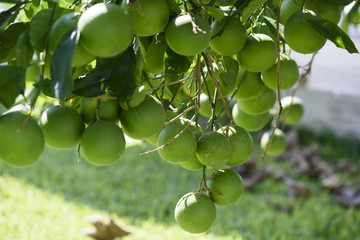 Unripe Orange Fruit grows on the plant, Sicily, Italy