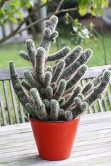 kaktus, blumentopf, rot, tisch, draußen, cactaceae
