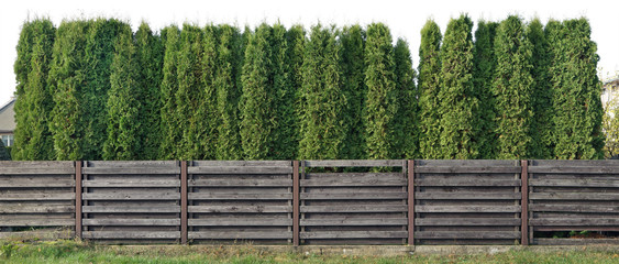 Fragment of a rural fence from high coniferous evergreen trees isolated