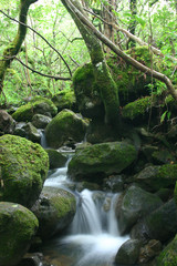 A Rainforest Stream