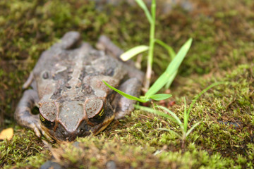 A Frog's Point of View
