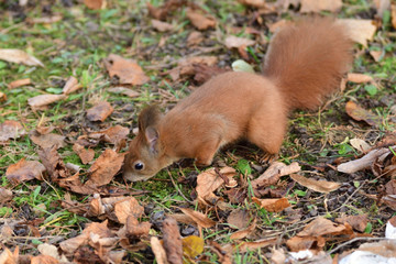 the squirrel hides the walnuts in the ground for the winter