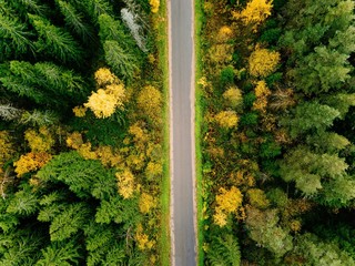Road in the autumn forest aerial view