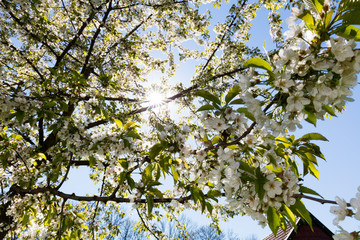 Kirschblüte