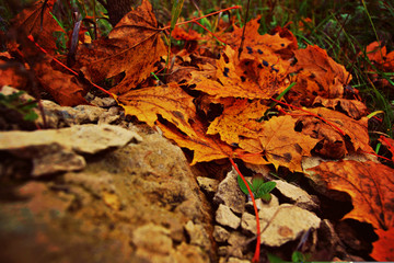 Orange maple leaves on the rocks and the grass in the fall
