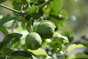 Unripe Lemon Fruit grows on the plant, Sicily, Italy