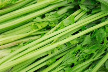 fresh celery for sale at vegetable market
