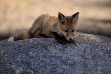 Fox Kit on Rock