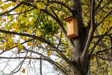 A wooden nest box installed in a linden tree.